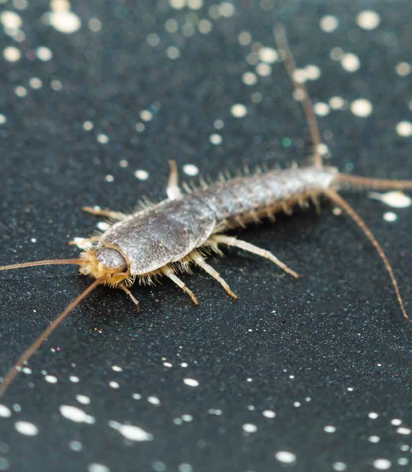 Grey silverfish control