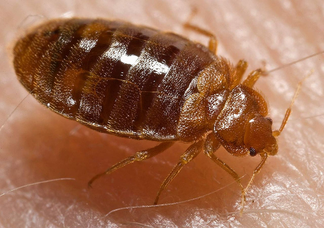 Want to know bed bugs