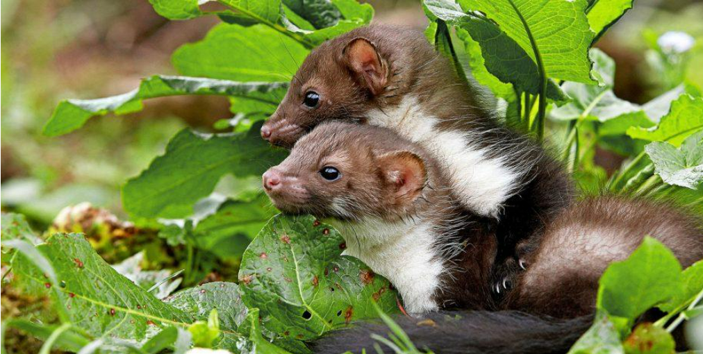 Mating season and mink pups