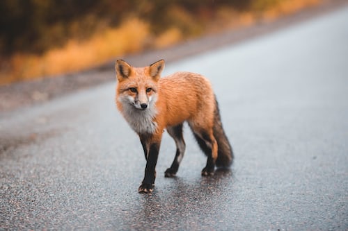 How to Repel Foxes in the UK - Fox Repellent Tips