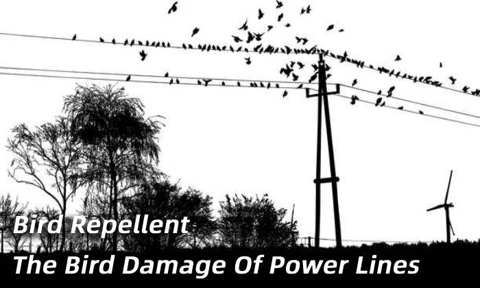 Solve The Bird Damage Of Power Lines | Bird Repellent