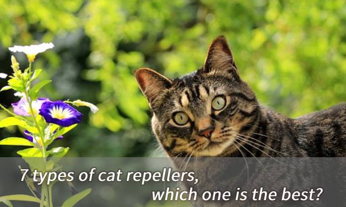 7 Types Of Cat Scarers - Which one is the best?