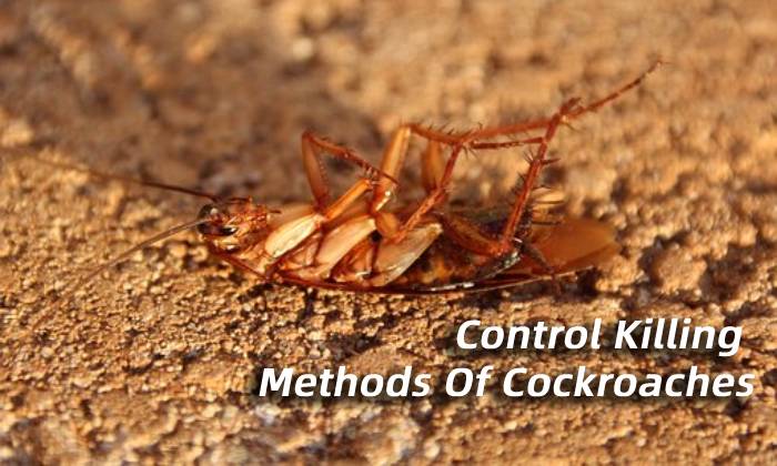 Control And Killing Methods Of Cockroaches