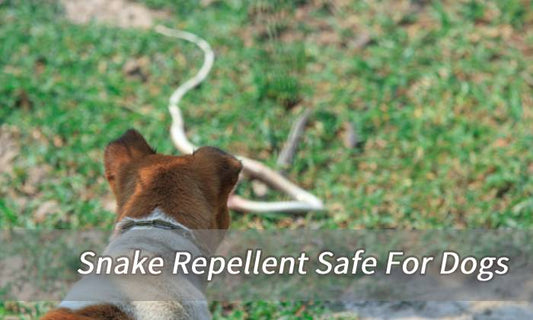 Snake Repellent Safe For Dogs