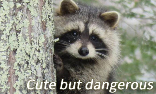 Ultrasonic Raccoon Repeller | Beware Of Cute And Dangerous Raccoons