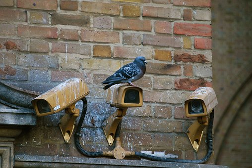 Get Rid of Pigeons Amazing Pigeon Repellents!