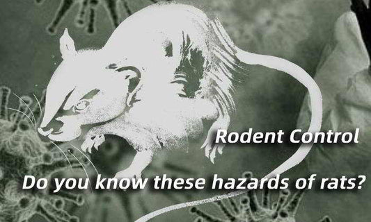 Rodent Control - Do you know these hazards of rats?