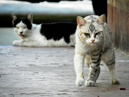 Cat repeller - How to get rid of stray cats in the UK?