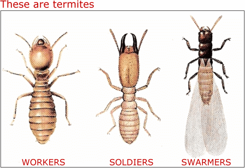 Termite Control