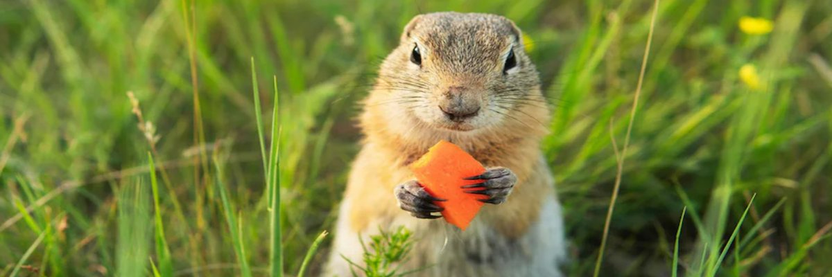 Gopher Repeller