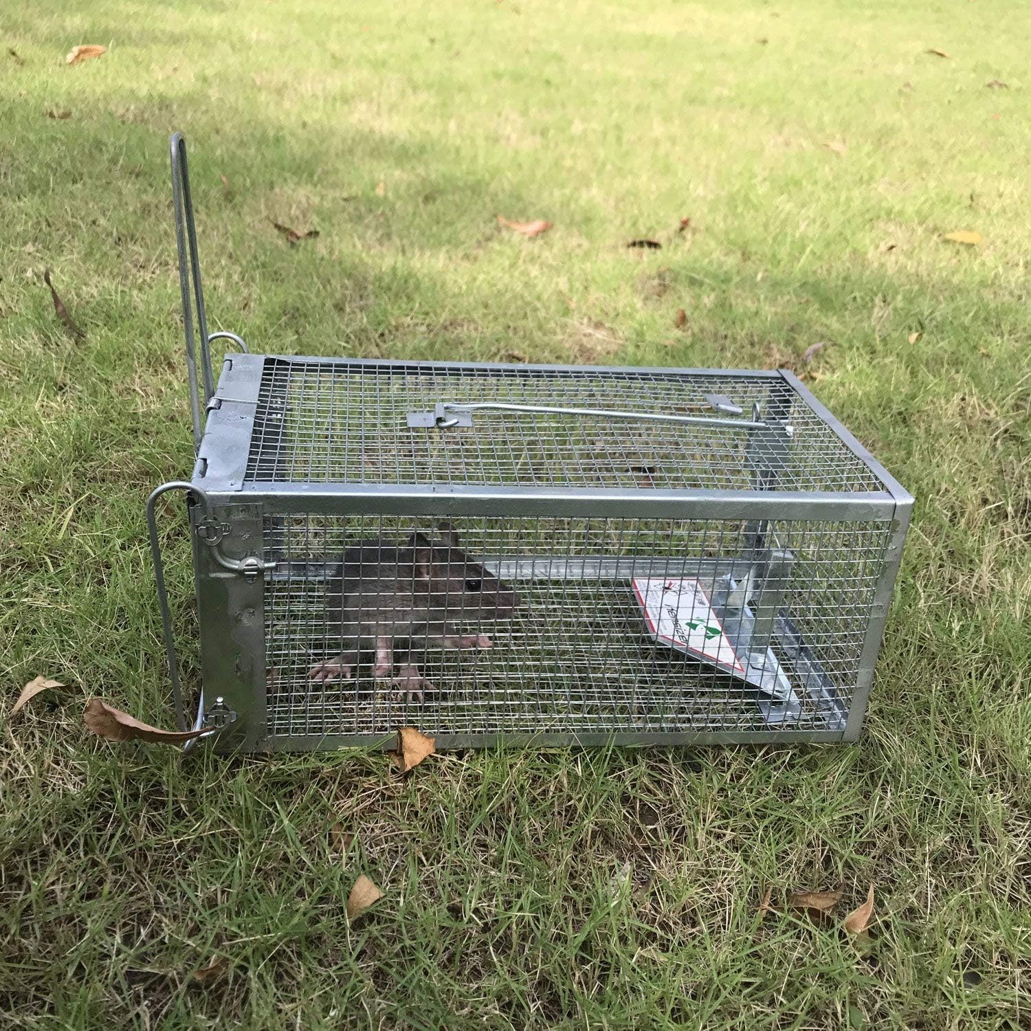 Animal Humane Live Cage Trap That Work for Rat Mouse Chipmunk Mice Voles Hamsters and Other Small Rodents, Trampa para Ratones, Catch and Release 1Pack Medium